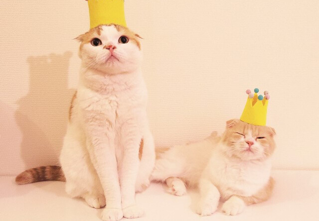 Instagramで4万人のフォロワーを持つ人気猫スコティッシュフォールドの「のんた」と「ぼー」