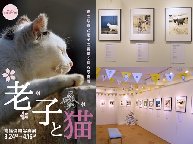 外猫の写真×老子の言葉がコラボした癒やしの写真展が開催中