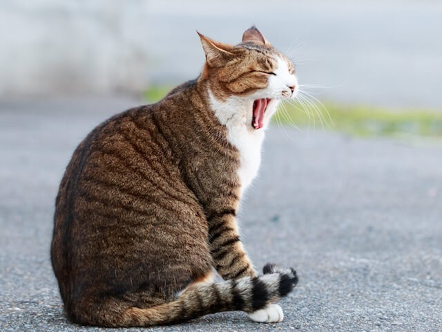 あくびをする猫の写真