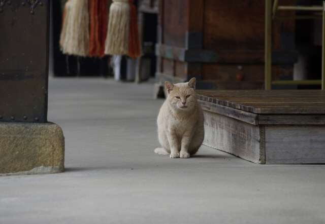 お寺で飼われている猫のイメージ