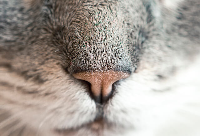 猫の鼻の拡大写真