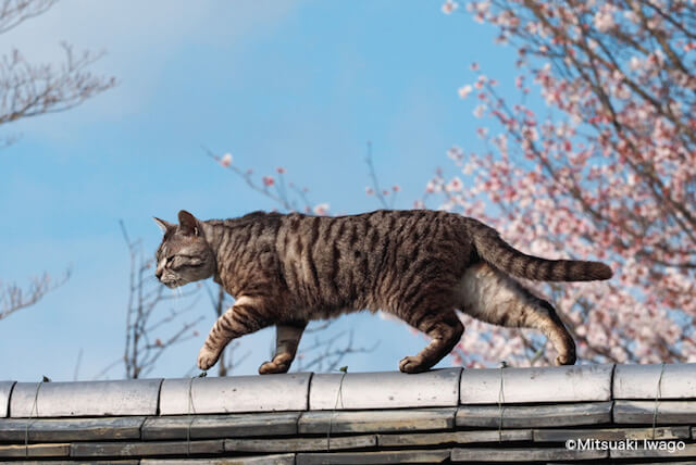 岩合光昭さん「ねこの京都」、春の京都の猫