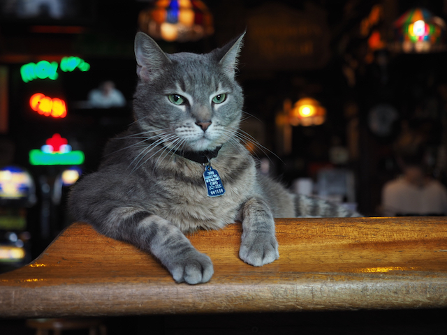 ニューオーリンズのサバトラ猫（岩合光昭 写真集「とらねこ」に収録）
