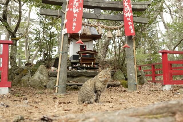 宮城県の猫島・田代島にある猫神社