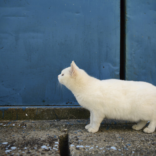 南幅俊輔写真展「老子と猫」の展示作品、白猫の写真