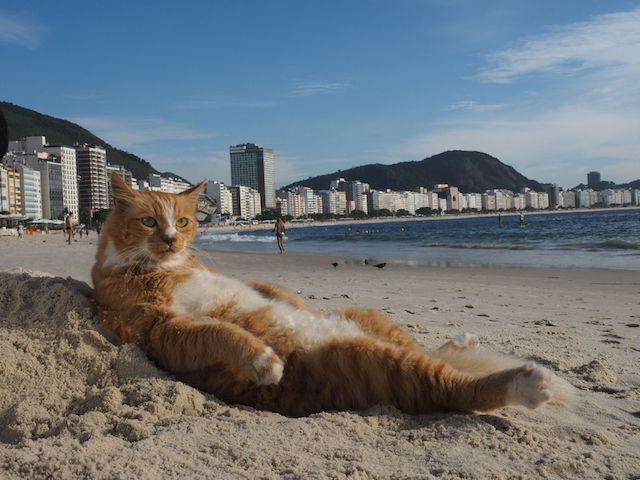 リオデジャネイロのチャトラ猫（岩合光昭 写真集「とらねこ」に収録）