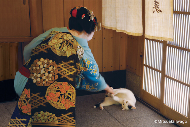 岩合光昭さん「ねこの京都」、舞妓さんと猫