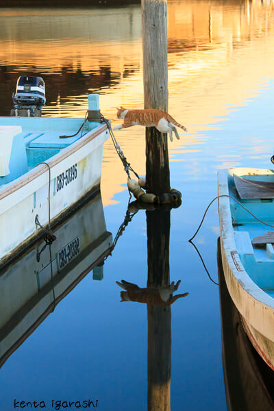 五十嵐健太さんの写真作品、船から船へ飛ぶ猫