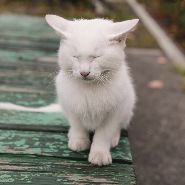 南幅俊輔さんの写真作品、目をつぶる白猫