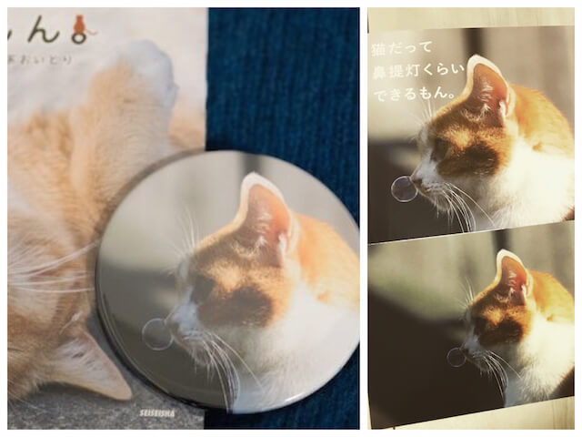あおいとり氏のネコ写真をデザインした缶バッジ＆ポストカード