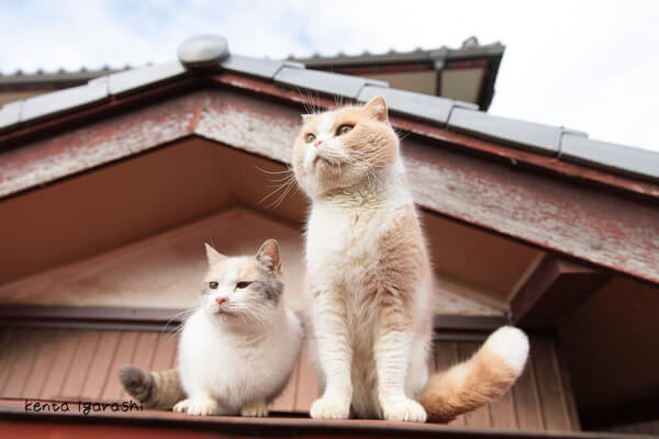 五十嵐健太さんの写真作品、もふあつめの猫1