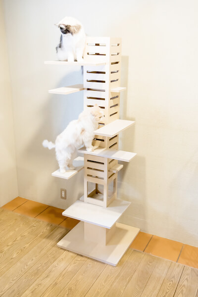 猫が高いところから見下ろせるキャットタワー「necobacoT」で猫が遊んでいる様子
