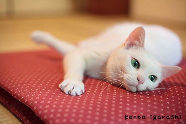 五十嵐健太さんの写真作品、もふあつめの猫2