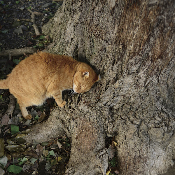 南幅俊輔さんの写真作品、木の根元に頭を擦り付ける茶トラ