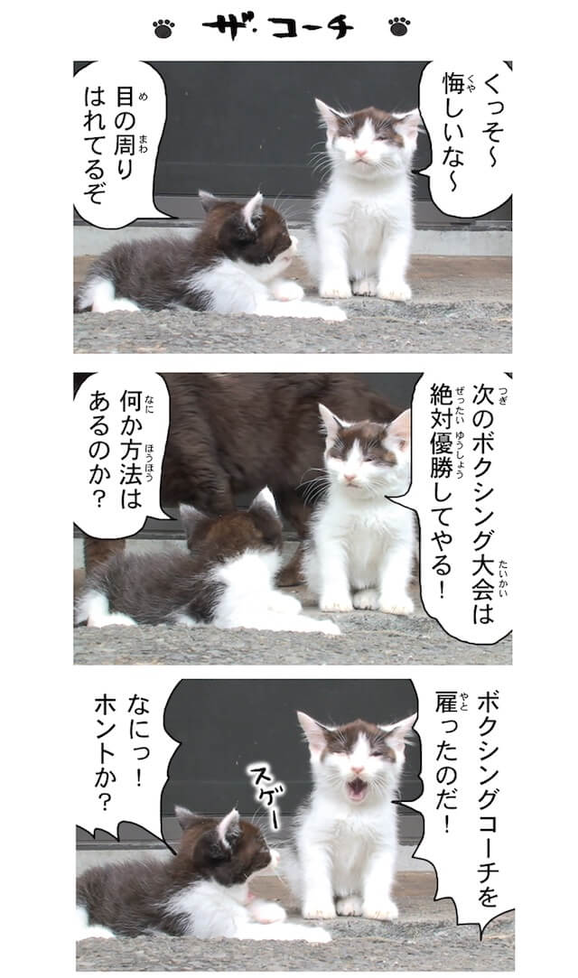 フォトコミック「田代島ねこ便り」猫マンガ誌面イメージ5