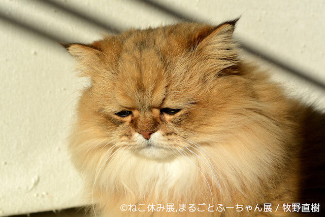 しょんぼり顔で人気のペルシャ猫、ふーちゃん