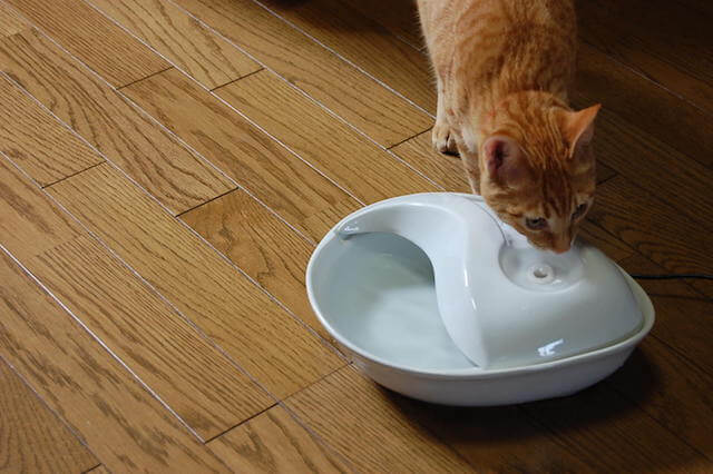 自動給水器セラミックファウンテンで水を飲む茶トラ猫