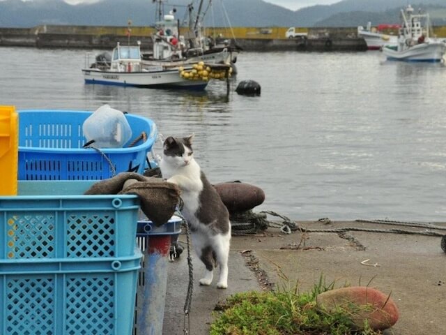 猫島・田代島の漁港にいる猫
