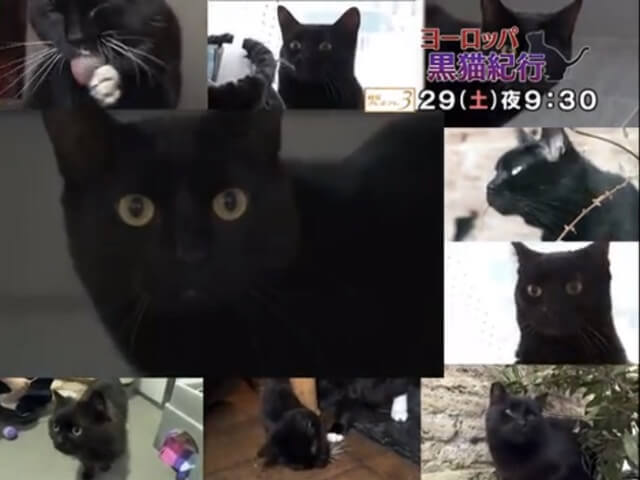 黒猫好きは必見、NHKで「ヨーロッパ 黒猫紀行」が放送予定