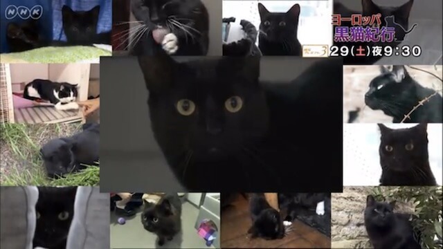 NHKのBSプレミアムで放送「ヨーロッパ 黒猫紀行」