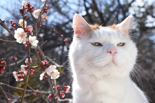 かご猫＆のせ猫として人気のシロちゃん