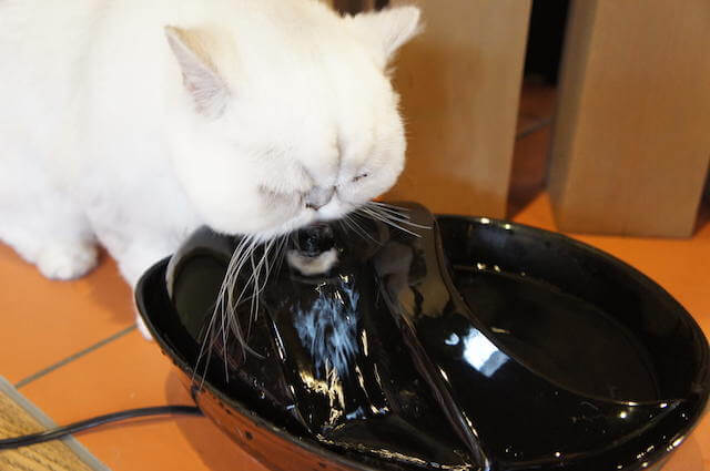 自動給水器セラミックファウンテンのブラックカラー、猫が流れる水を飲んでいる写真