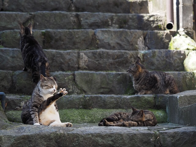 岩合光昭氏写真集「ネコとずっと」に収録されている自然体な猫たち