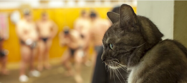 「モルとムギ、大相撲 荒汐部屋に福と縁を呼んだ猫たち」の写真パネル展
