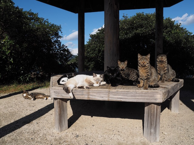 岩合光昭氏写真集「ネコとずっと」に収録されているベンチにたむろする猫たちの写真
