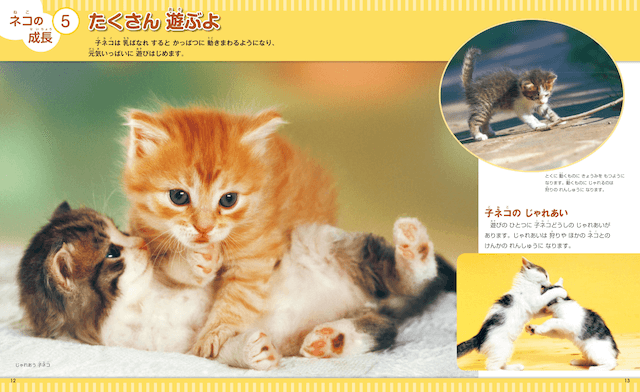書籍「なぜ？の図鑑 ネコ」子猫の成長過程