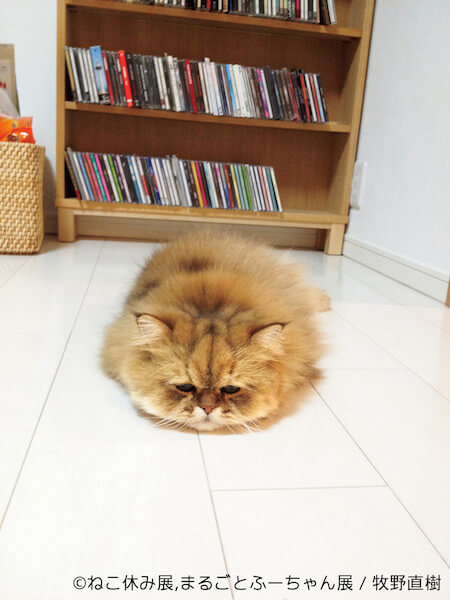 床でうずくまるモフモフ猫、ふーちゃんの写真