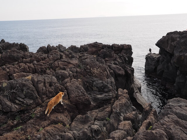 岩合光昭氏写真集「ネコとずっと」に収録されている海辺の崖に立つ猫の写真
