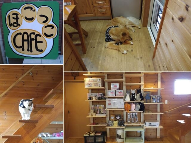 岡山に里親募集型の犬猫カフェ「ほごっこCAFE」がオープン