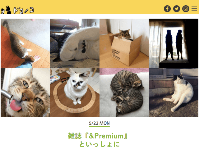 犬猫の写真投稿SNS「ドコノコ」×女性誌「＆Premium(アンド プレミアム)」のネコ写真募集企画