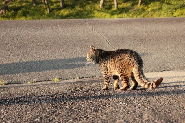 道路を歩く野良猫