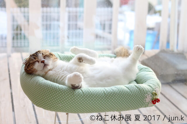 人気ネコ、どんぐりが寝ている写真 by jun.k