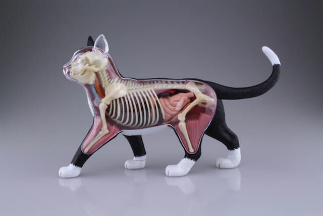 まるで猫の解剖模型のようなスケルトン仕様