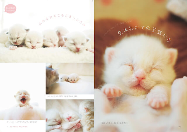 関由香さんが撮影した生まれたての子猫の写真