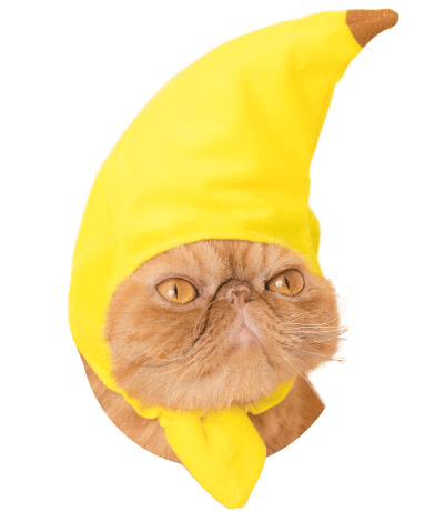 猫のかぶりもの「かわいい かわいい ねこフルーツちゃん」、バナナバージョン