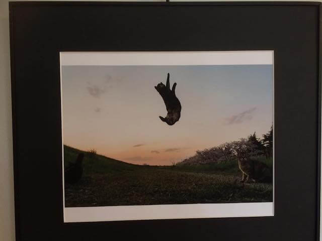 写真家・内田園子さんのネコ写真、真上にジャンプする猫