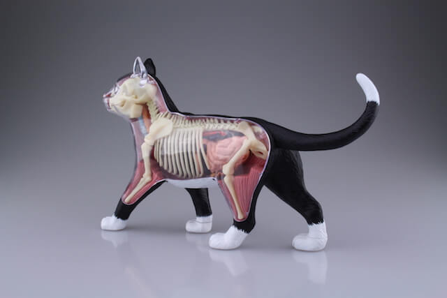 超リアルな猫の解剖模型（真横から見た外観）