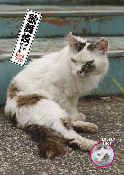 歌舞伎風なドヤ顔の猫、どやにゃん