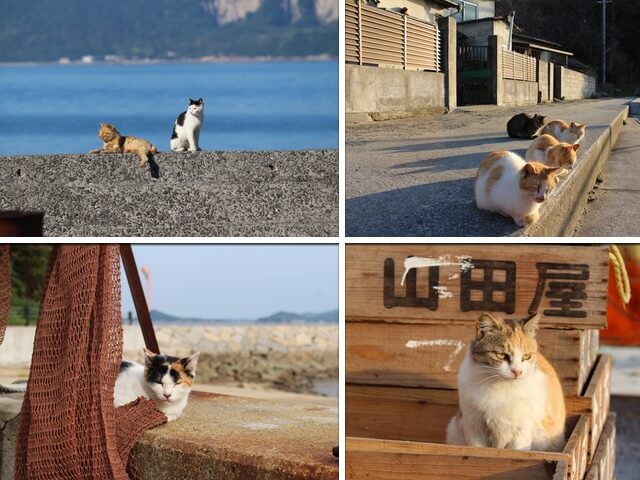 全国にある10の猫島を現地取材した書籍「にっぽん猫島紀行」