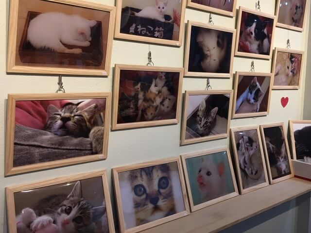 仔猫の写真展「こにゃんこ展」が開催中。チャリティー販売もあるニャ