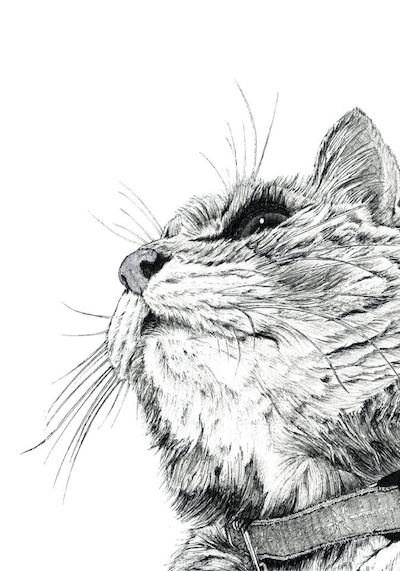 山田貴裕氏が白黒ペン画で描いた猫の絵