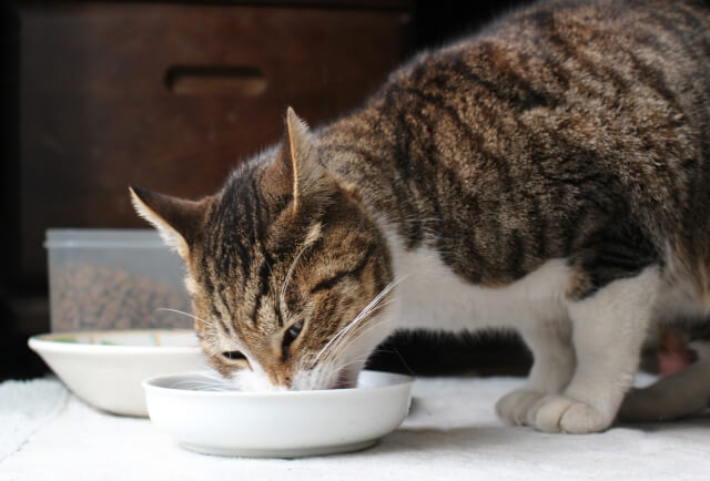 キャットフードを食べる猫のイメージ写真