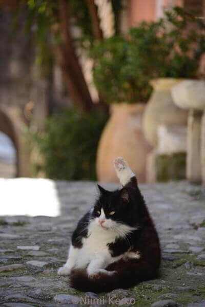 「恋する猫さんぽ」の収録ネコ写真、白黒猫