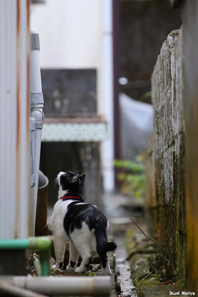守屋育実（Ikumi Moriya）さんの作品、黒白の野良猫
