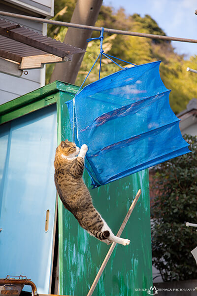猫写真家・森永健一（モリケン）さんの作品、何とかして魚を手に入れようとする猫