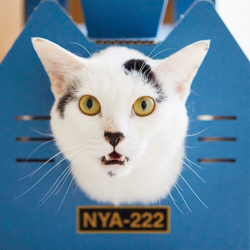 機関車型の猫ハウス全面から顔を覗かせる猫